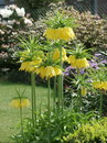 Fritillaria Imperialis